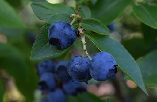 Blueberries summer crop